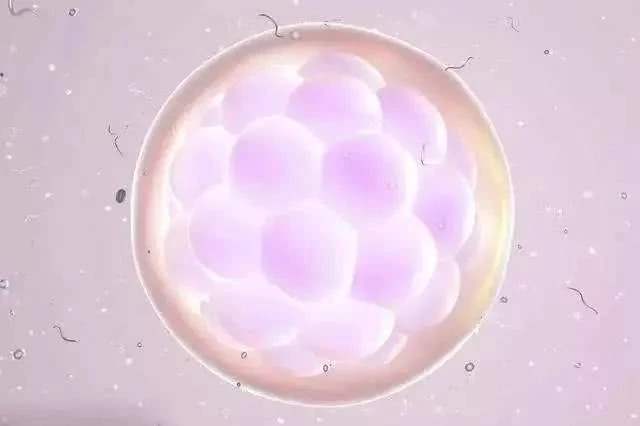 试管婴儿4bc囊胚的质量如何，其成功率如何？